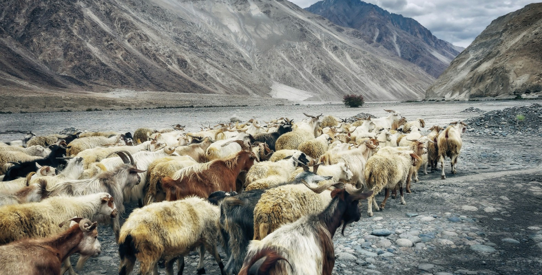 Nubra Valley To Leh