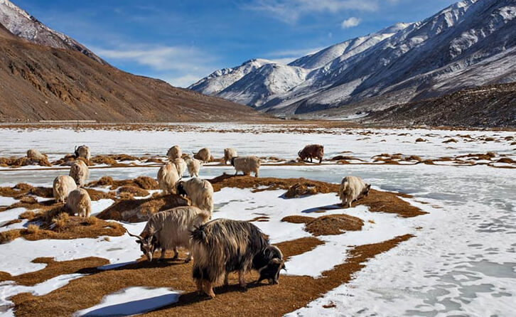 temperature of leh ladakh in may 