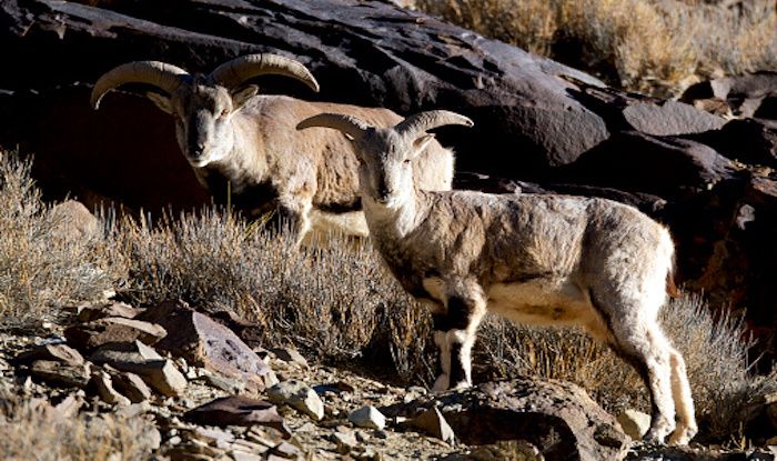 hemis national park