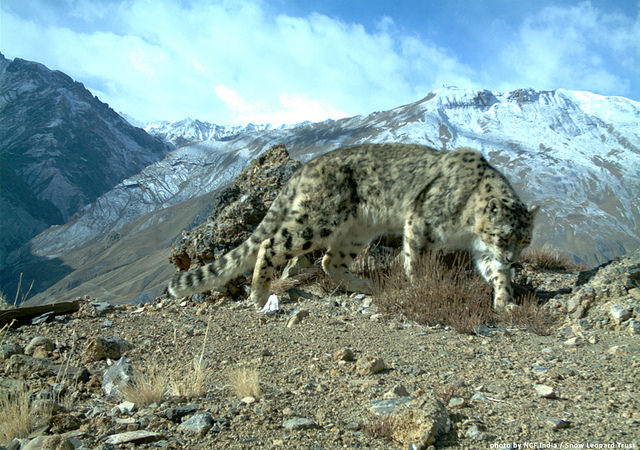 hemis national park in ladakh