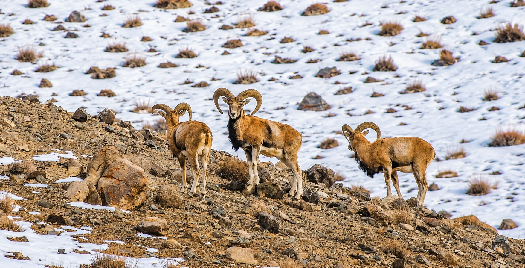 Wildlife of Ladakh