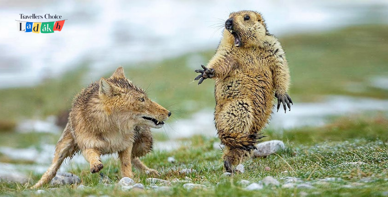 Wildlife of Ladakh