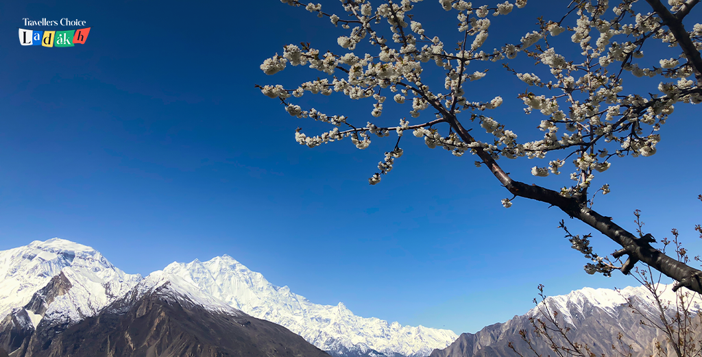 Apricot Blossom Festival