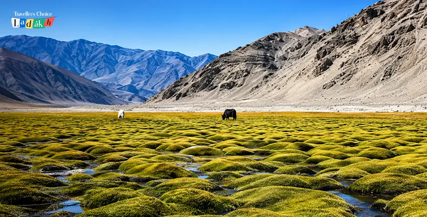 Ladakh’s Hidden Geothermal Wonderland