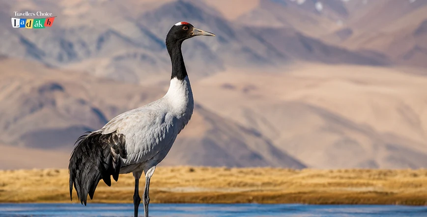 Ultimate High-Altitude Guest