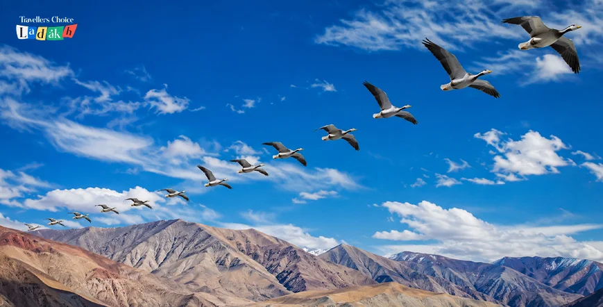 bird watching in ladakh