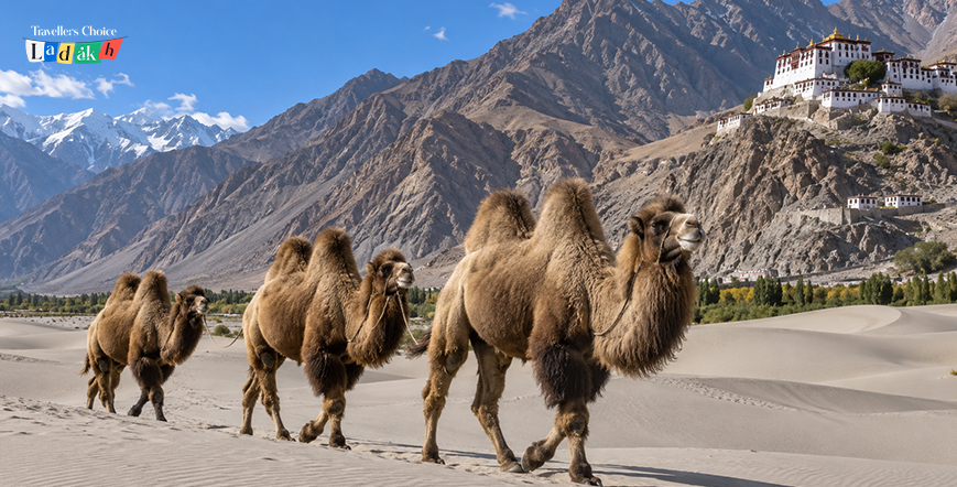 Tourist Destinations in Ladakh